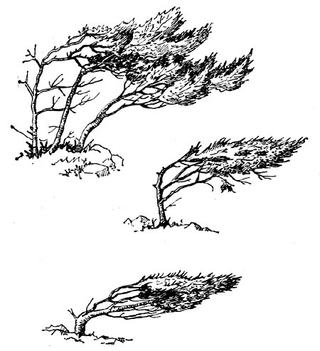.56.        Juniperus excelsa. ,  ;  .