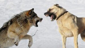 Тактика борьбы с волком