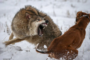 Борьба с волками в обществах охотников