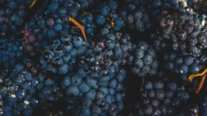 Филлоксера — виноградная чума