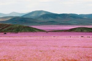 Дикое цветение самой засушливой пустыни в мире