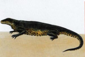 Варанозавр