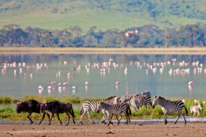 Туризм в Танзании